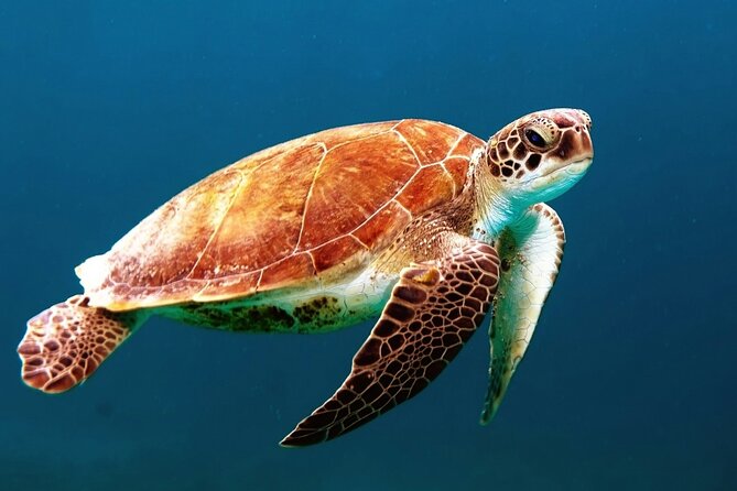 Mangrove Cay And Iguana Island Venture In Turks And Caicos Island - Key things I think you will care about