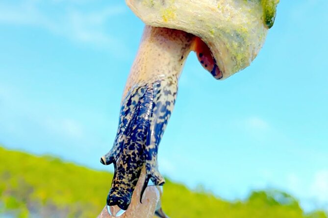 Mangrove Cay And Iguana Island Venture In Turks And Caicos Island - Price and value at $145 per person
