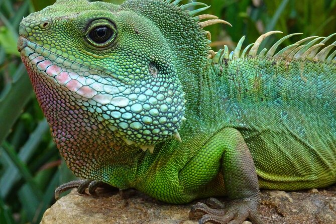 Mangrove Cay And Iguana Island Venture In Turks And Caicos Island - Leeward Beach start, your first wildlife and why the mangroves matter
