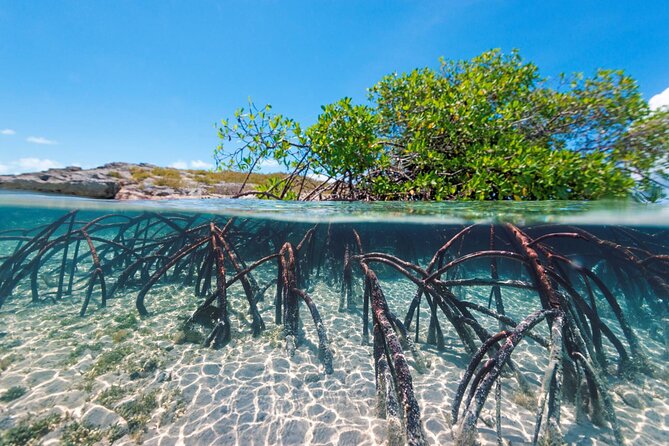 Mangrove Cay Tour - Jellyfish, conch, and starfish: the small stuff you’ll remember