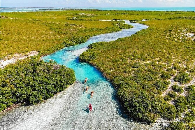 Mangrove Cay Tour - The Mangrove Cay stop: your wildlife checklist in real habitats