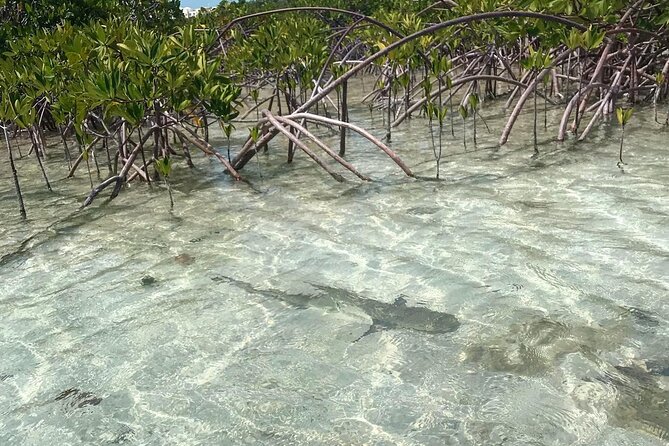 Mangrove Clear Kayak Tour - Price and What You Actually Get for $125