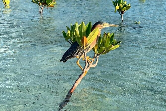 Mangrove Clear Kayak Tour - Wildlife Spotting: How Guides Turn Random Sightings Into Real Learning