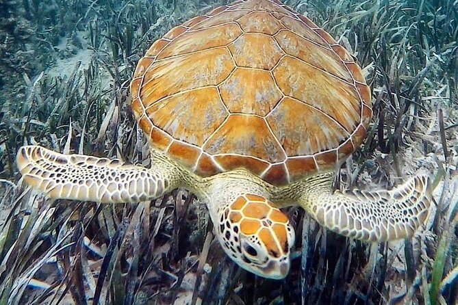 Mangrove Clear Kayak Tour - The Bug Situation, Sun Protection, and Other Practical Packing Notes