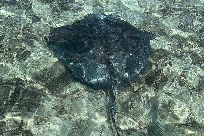 Mangrove & Iguana Clear Kayak Tour - Price and Value: Is $155 Worth It?