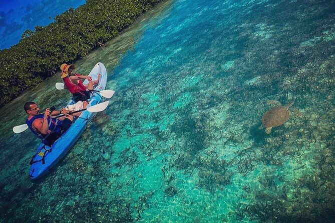 Mangrove & iguana Tour - Key things to know before you go