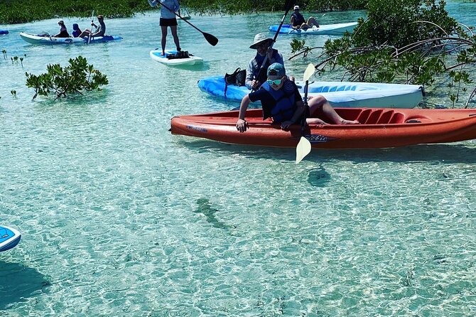 Mangroves Kayak Tour - What You Are Really Doing Out on the Water