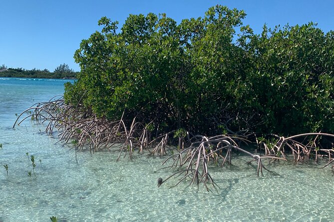 Mangroves Kayak Tour - Mangrove Habitat Time: Nursery Grounds, Iguanas, Birds, and Marine Life