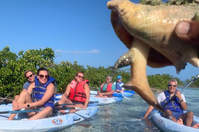 Mangroves Kayak Tour - Wildlife Spotting Without the Guesswork