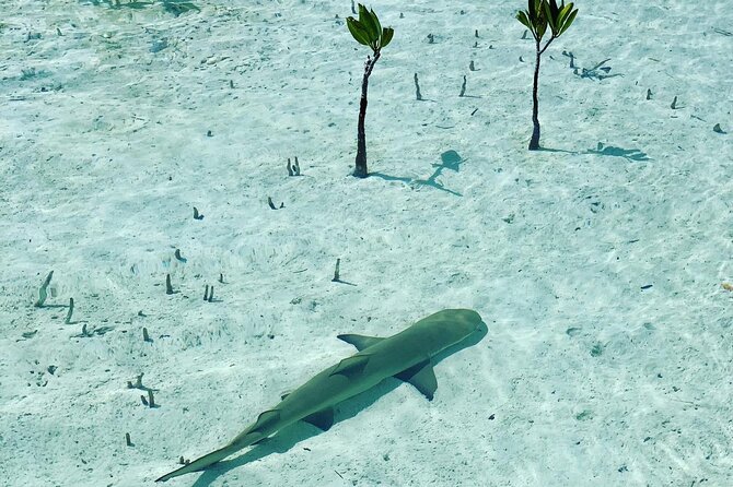 Mangroves Stand-Up Paddleboard Tour - Grace Bay check-in, then straight into a protected mangrove