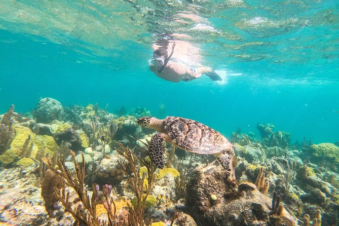 Morning Half Day Cruise from Providenciales with Snorkeling and Iguana Island - Key things to know before you go