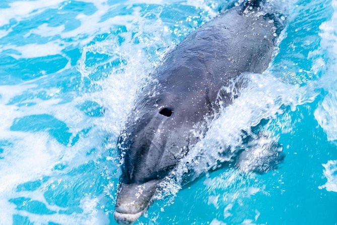 Private Boat Tours to outer islands, snacks drinks- snorkel- cruise! - Outer Islands and Little Water Cay (Iguana Island): the stops that make it worth leaving Grace Bay