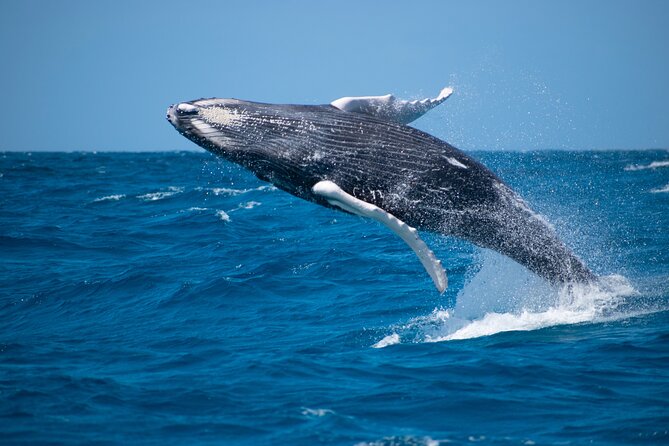 Private Whale Watching Charter (Grand Turk) - Why This Private Grand Turk Charter Works Better Than Shared Tours