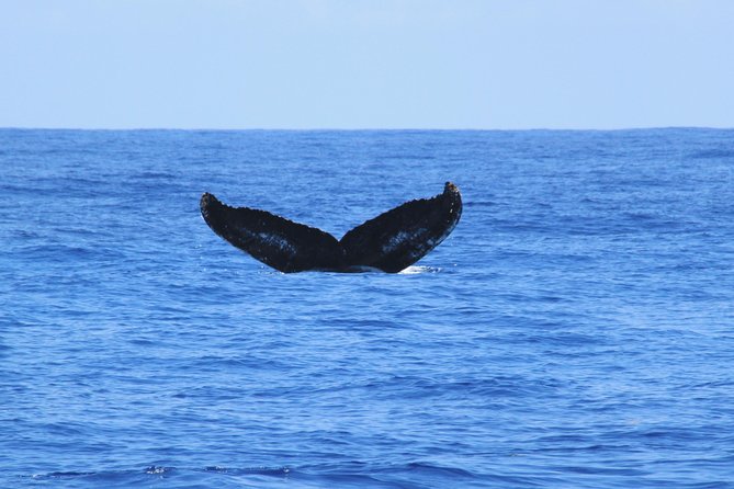 Private Whale Watching Charter (Grand Turk) - The 3.5 Hours: What Your Time on the Water Is Really For