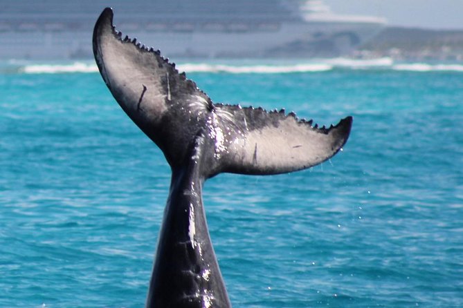 Private Whale Watching Charter (Grand Turk) - Snorkeling Gear on Board: What It Adds to Your Whale Watching