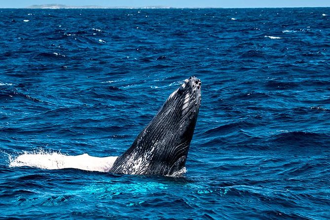 Private Whale Watching Charter (Grand Turk) - The Whale Watching Reality: Humpbacks, Behavior, and Close-Up Chances