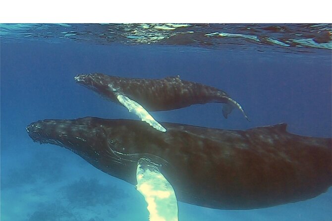 Private Whale Watching Charter (Grand Turk) - Price and Value: Is $1,000 Per Person Worth It?