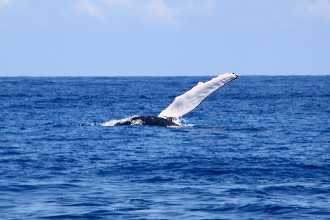 Private Whale Watching Charter (Grand Turk) - Weather, Sea Conditions, and Your Best Strategy