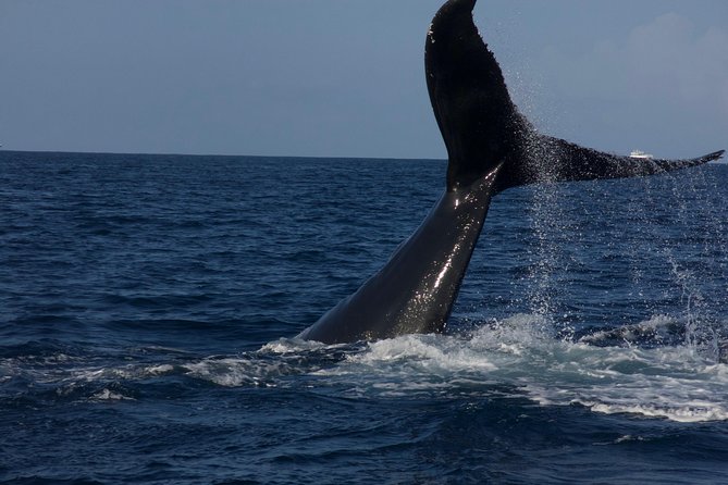 Private Whale Watching Charter (Grand Turk) - Ocean Vibes Scuba and Watersports Ltd.: What That Signals