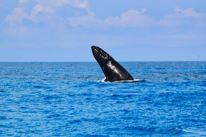 Private Whale Watching Charter (Grand Turk) - Should You Book This Private Whale Watching Charter in Grand Turk?