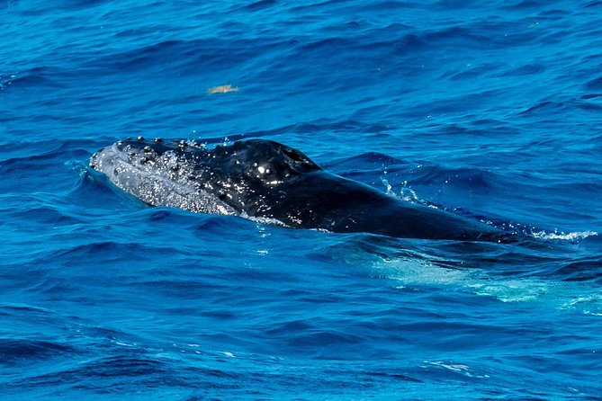 Private Whale Watching Charter (Grand Turk) - Transfers and Meeting Points: How to Avoid the Usual Time Sink