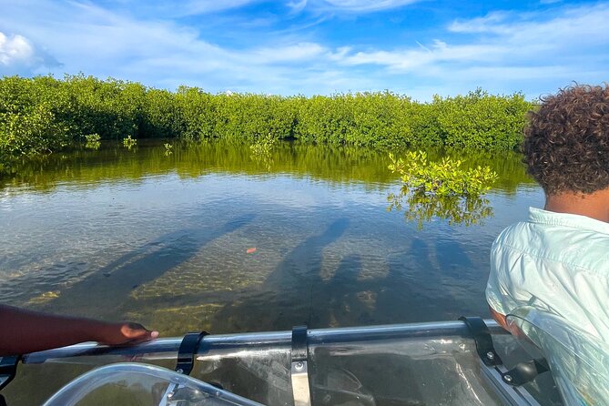 Sip & Sea Mangrove Glass Boat Tour Grand Turk Island - The Main Event: Seeing Mangroves, Coral, and Fish Through the Bottom