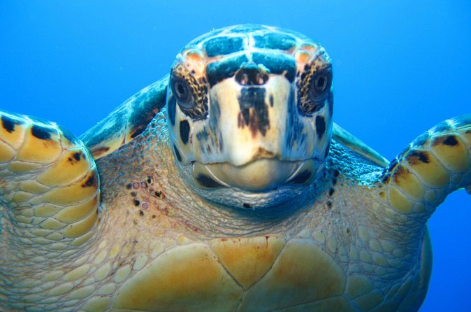 Snorkel Eco Tour - Should You Book This Snorkel Eco Tour with Big Blue Collective?