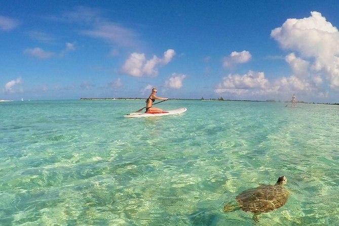 Turtle Eco Tour on Stand-Up Paddleboards or Kayaks into the National Marine Park - Key things I’d bet on before you book