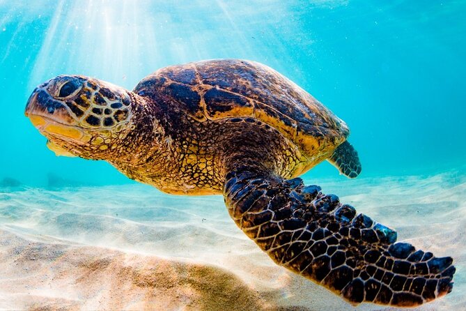 Turtle Eco Tour on Stand-Up Paddleboards or Kayaks into the National Marine Park - SUP vs kayak: you get two different ways to watch turtles