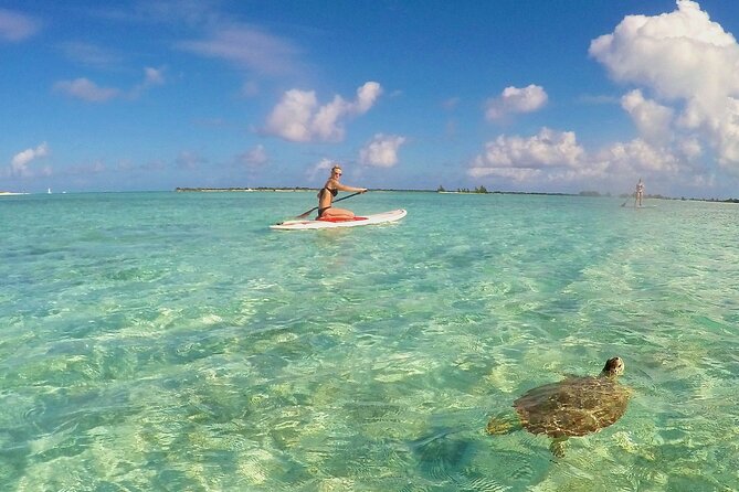 Turtle Eco Tour on Stand-Up Paddleboards or Kayaks into the National Marine Park - Wildlife sightings you can actually hope for