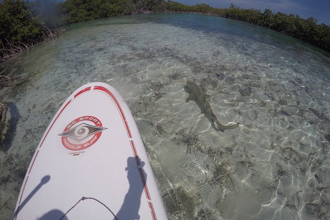 Turtle Eco Tour on Stand-Up Paddleboards or Kayaks into the National Marine Park - How the guide makes the difference (Chris, Mark, and Alan show up in real ways)