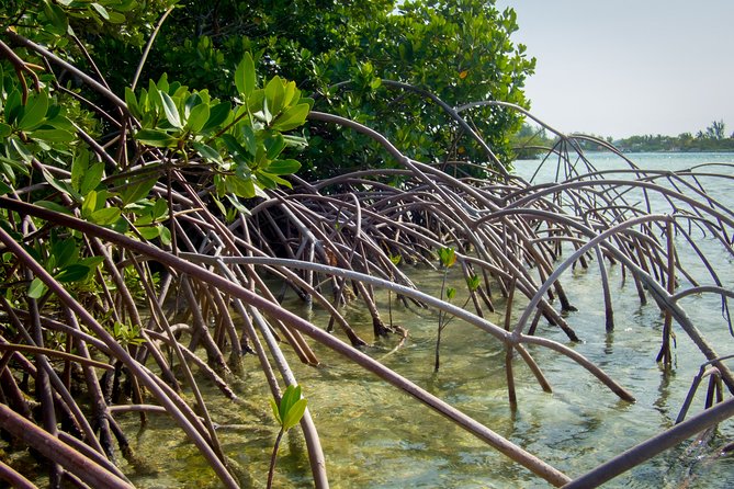 Turtle Eco Tour on Stand-Up Paddleboards or Kayaks into the National Marine Park - What you’ll do first: the intro paddle lesson and gear