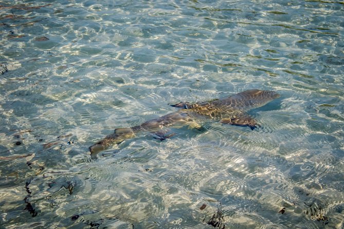 Turtle Eco Tour on Stand-Up Paddleboards or Kayaks into the National Marine Park - Expect to get wet: what to wear and what to bring