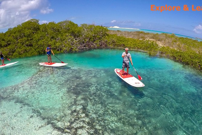Turtle Eco Tour on Stand-Up Paddleboards or Kayaks into the National Marine Park - Where you meet, what the timing feels like, and what to plan for